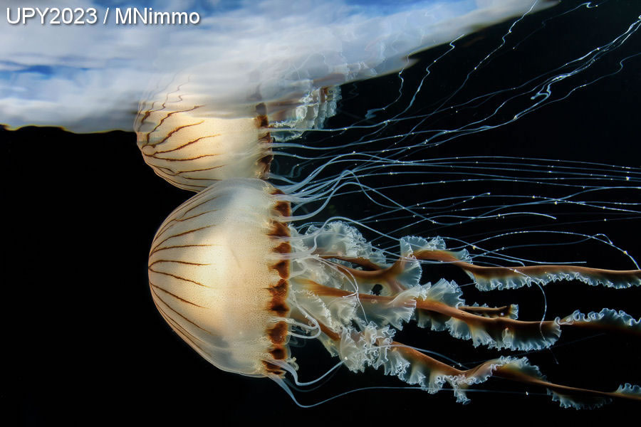 Underwater Photographer Of The Year 2023 Winners