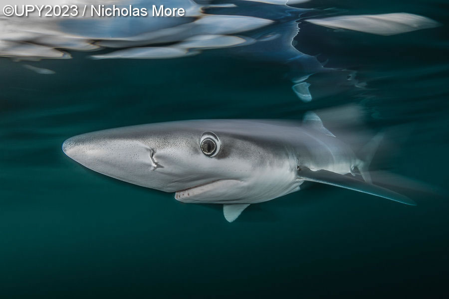 Underwater Photographer Of The Year 2023 Winners