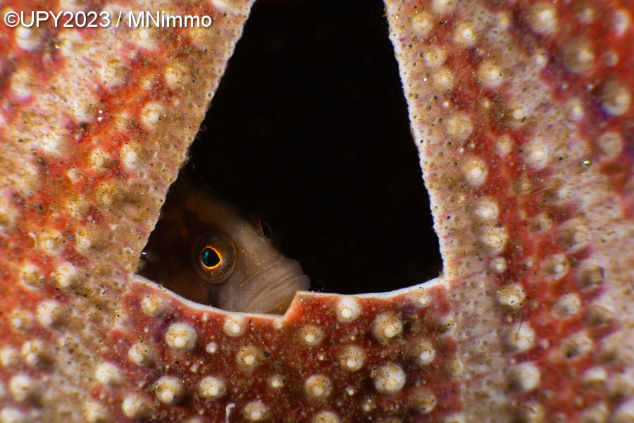 Underwater Photographer Of The Year 2023 Winners