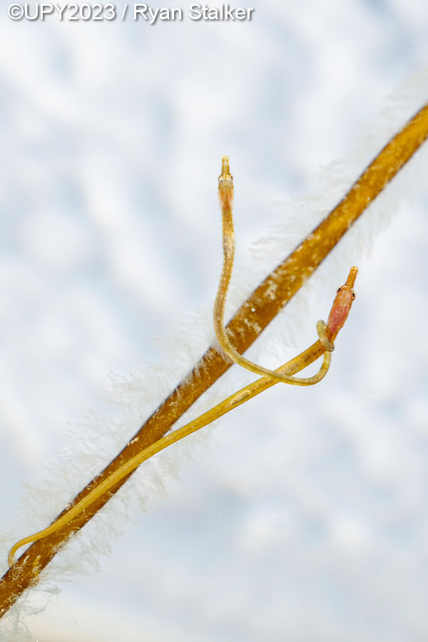 Underwater Photographer Of The Year 2023 Winners