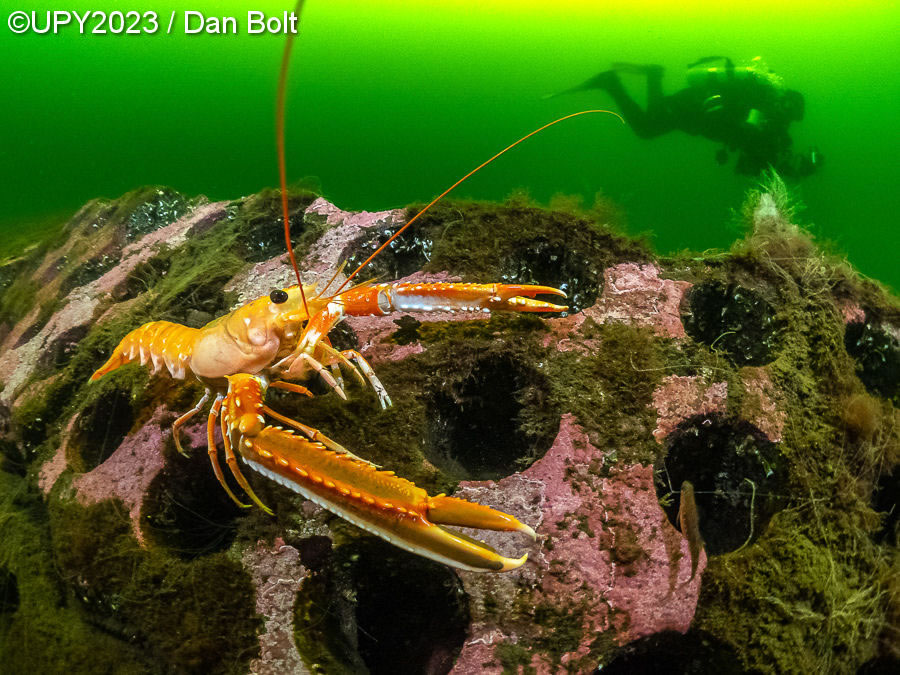 Underwater Photographer Of The Year 2023 Winners