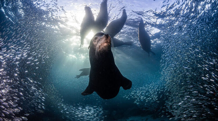 Underwater Photographer Of The Year 2023 Winners