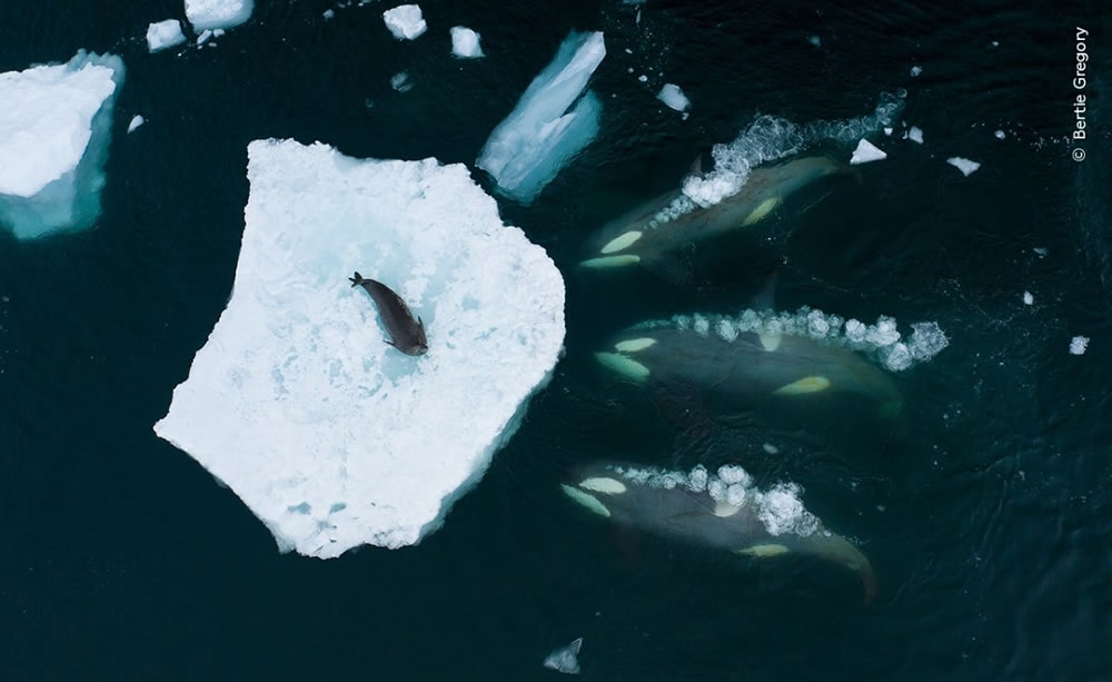 Wildlife Photographer Of The Year 2023 Winners