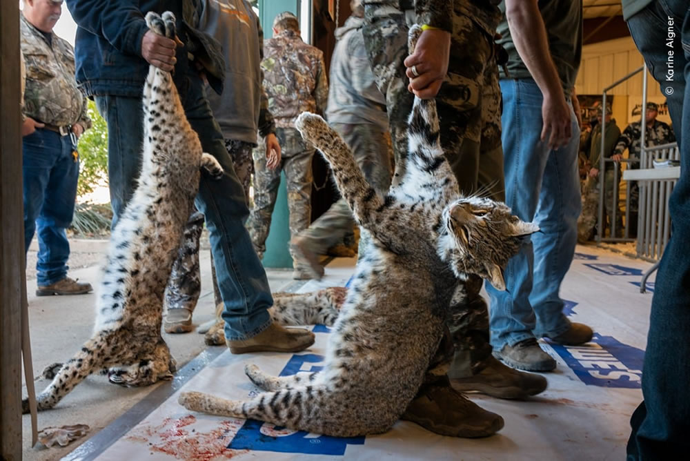 Wildlife Photographer Of The Year 2023 Winners