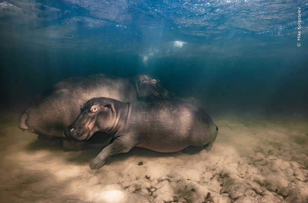 Wildlife Photographer Of The Year 2023 Winners