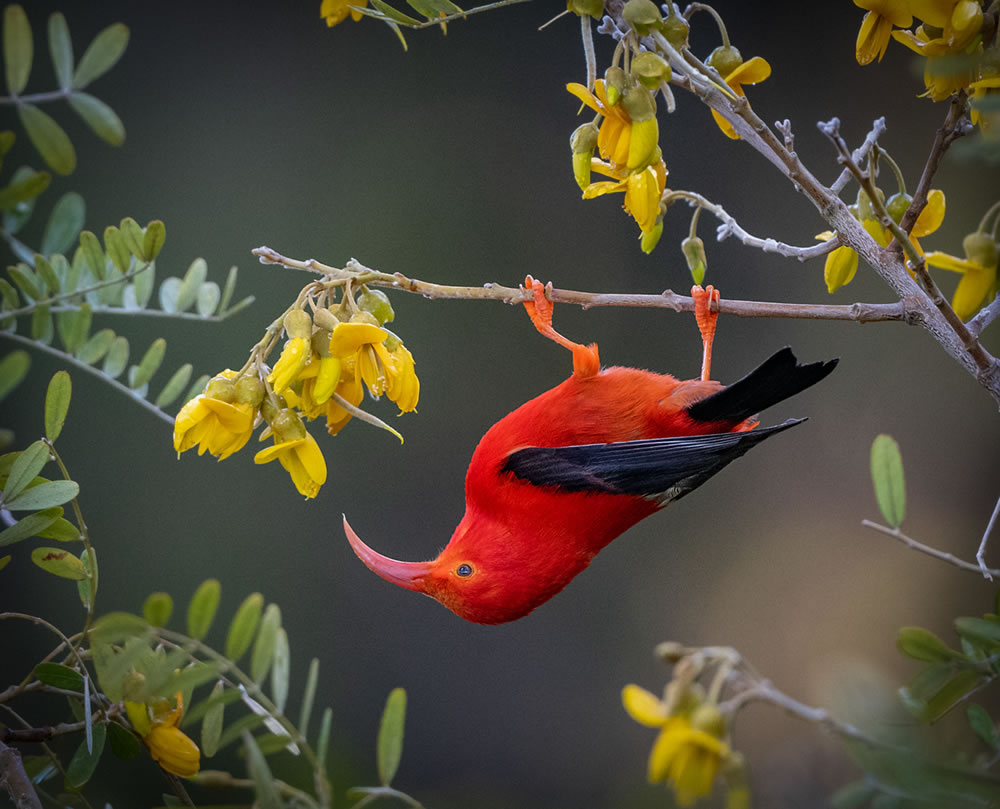 North American Nature Photography Association Awards