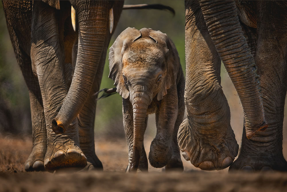 North American Nature Photography Association Awards