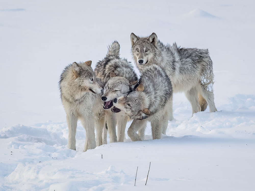 North American Nature Photography Association Awards