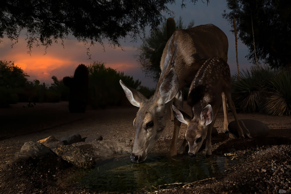 North American Nature Photography Association Awards