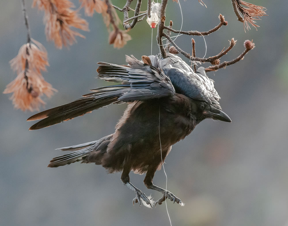 North American Nature Photography Association Awards