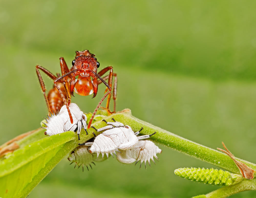 North American Nature Photography Association Awards