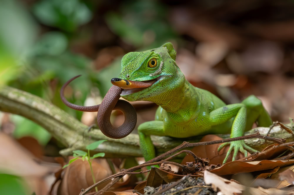 North American Nature Photography Association Awards