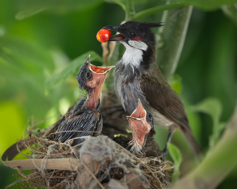 North American Nature Photography Association Awards