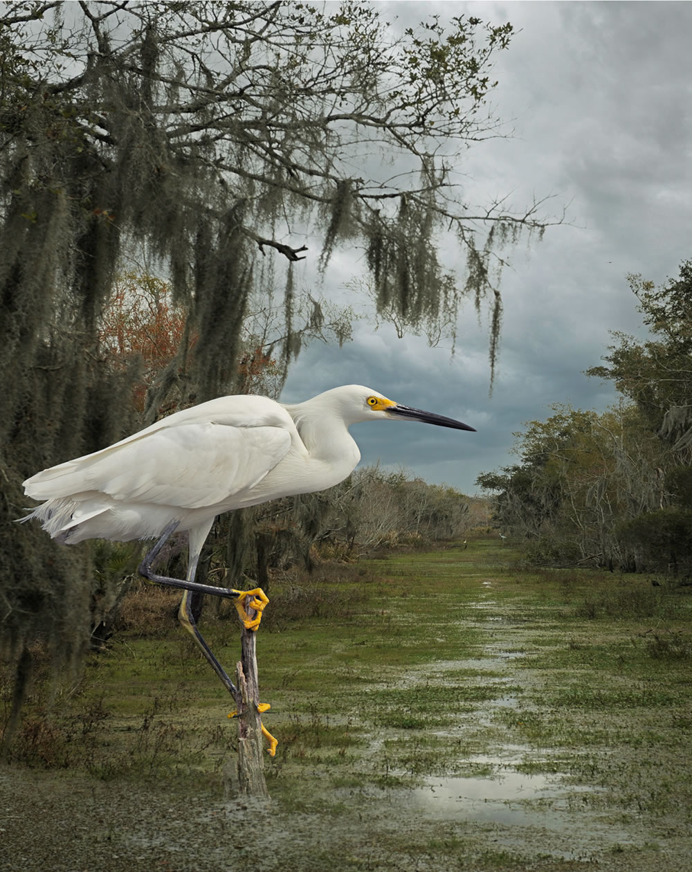 North American Nature Photography Association Awards