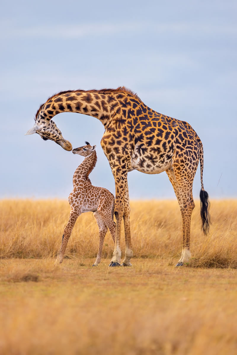 North American Nature Photography Association Awards