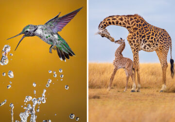 North American Nature Photography Association Awards