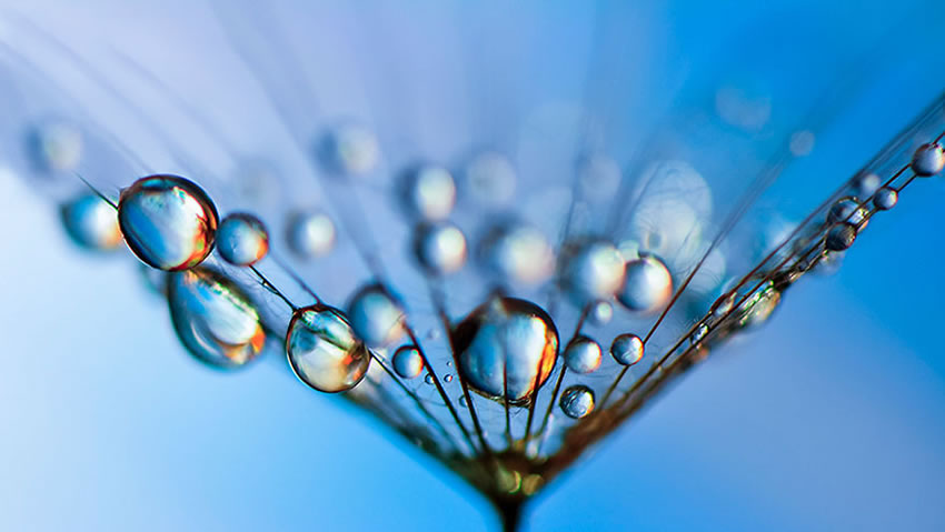 Beauty Of Droplets Captured With Macro Lens by Ivelina Blagoeva