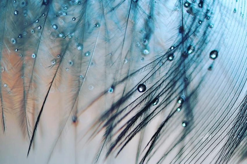 Beauty Of Droplets Captured With Macro Lens by Ivelina Blagoeva