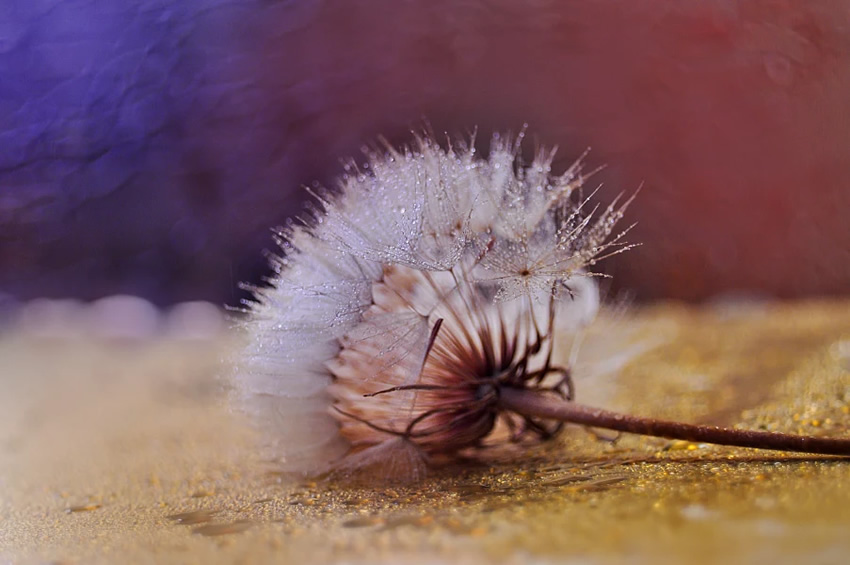 Beauty Of Droplets Captured With Macro Lens by Ivelina Blagoeva