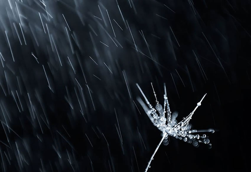 Beauty Of Droplets Captured With Macro Lens by Ivelina Blagoeva