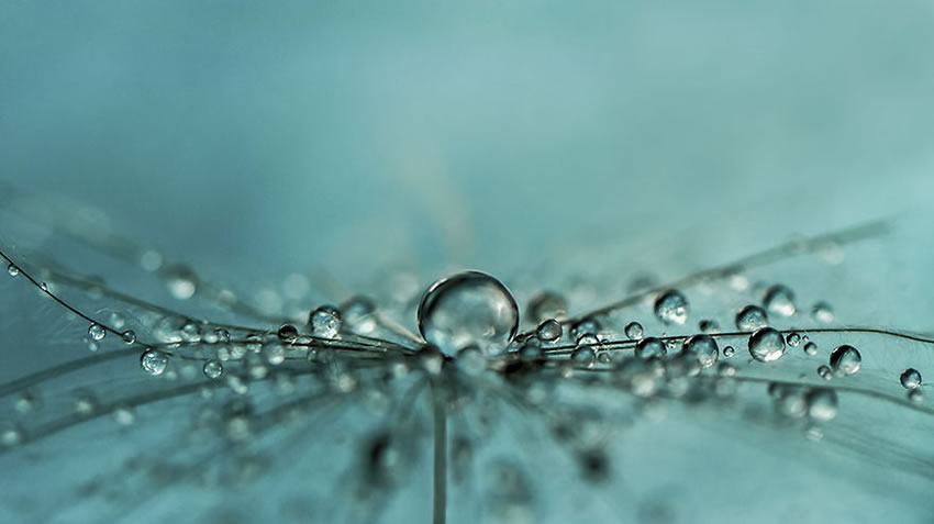 Beauty Of Droplets Captured With Macro Lens by Ivelina Blagoeva