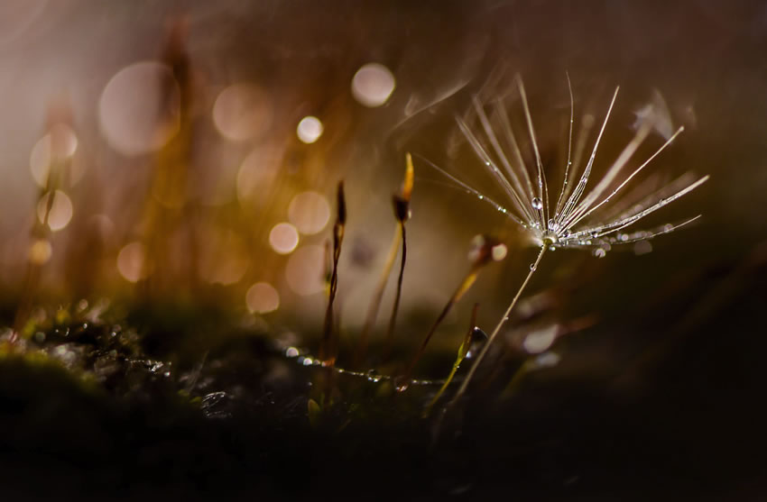 Beauty Of Droplets Captured With Macro Lens by Ivelina Blagoeva