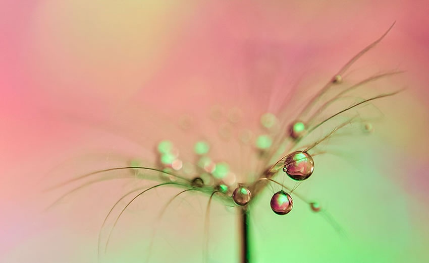 Beauty Of Droplets Captured With Macro Lens by Ivelina Blagoeva