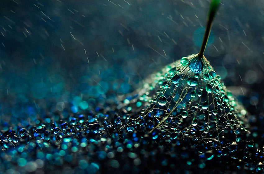 Beauty Of Droplets Captured With Macro Lens by Ivelina Blagoeva