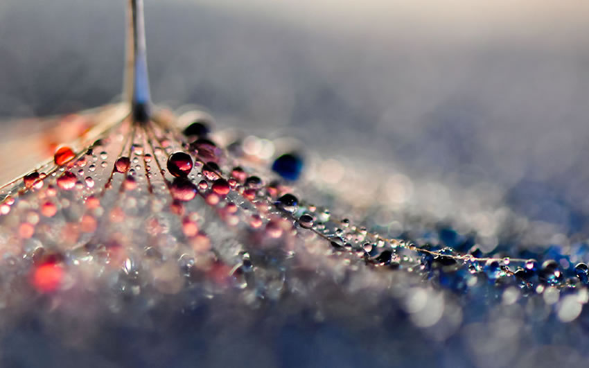 Beauty Of Droplets Captured With Macro Lens by Ivelina Blagoeva