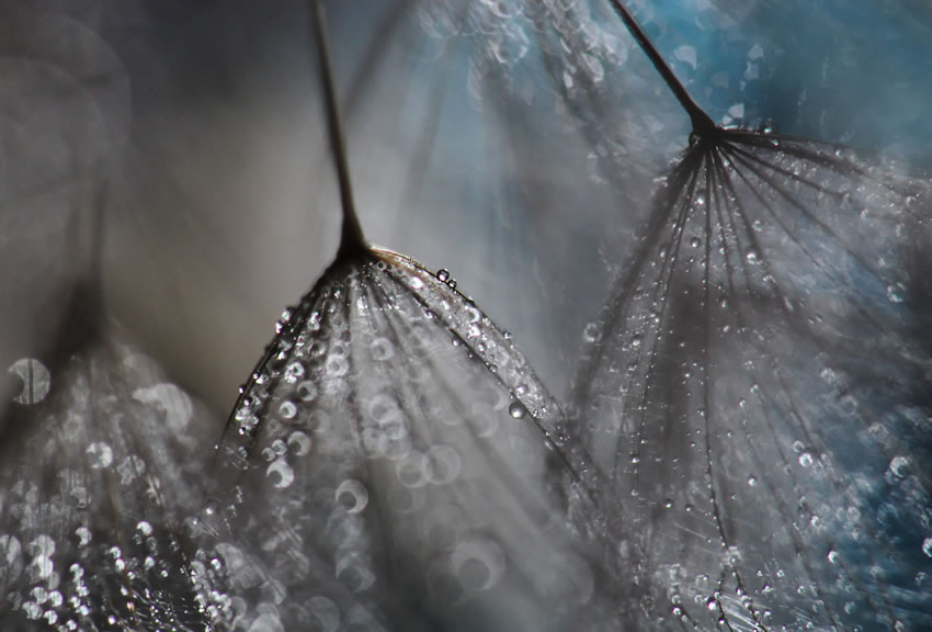 Beauty Of Droplets Captured With Macro Lens by Ivelina Blagoeva