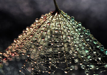 Beauty Of Droplets Captured With Macro Lens by Ivelina Blagoeva