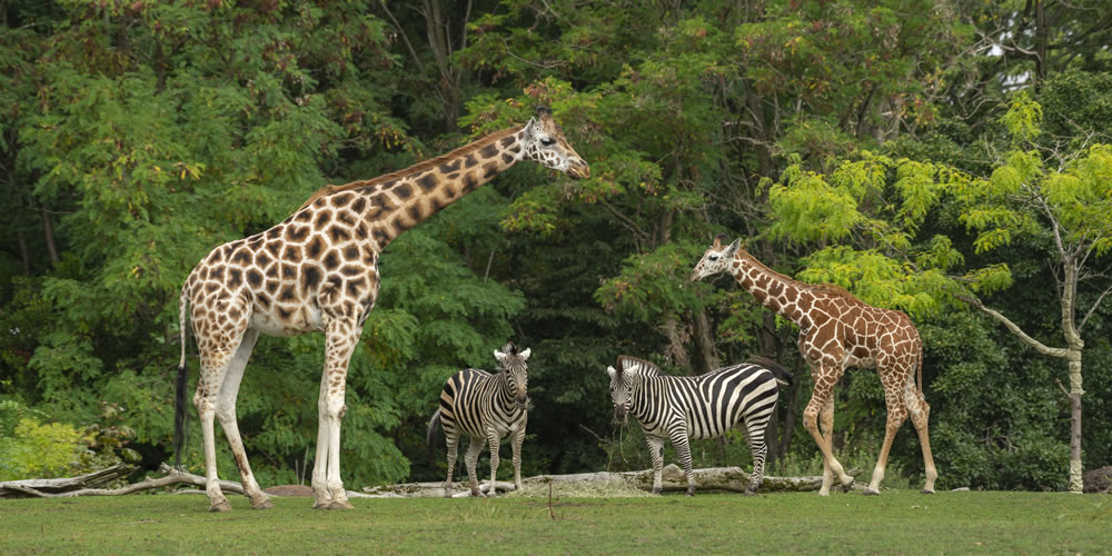 Kuwait Zoo - Best Natural Hotspot For Outings In Kuwait