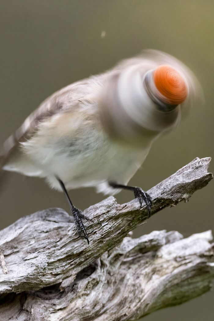 Bird Photography Goes Wrong