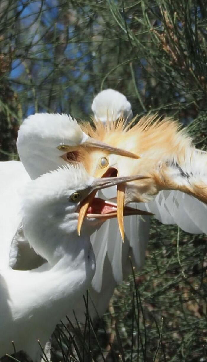 Bird Photography Goes Wrong