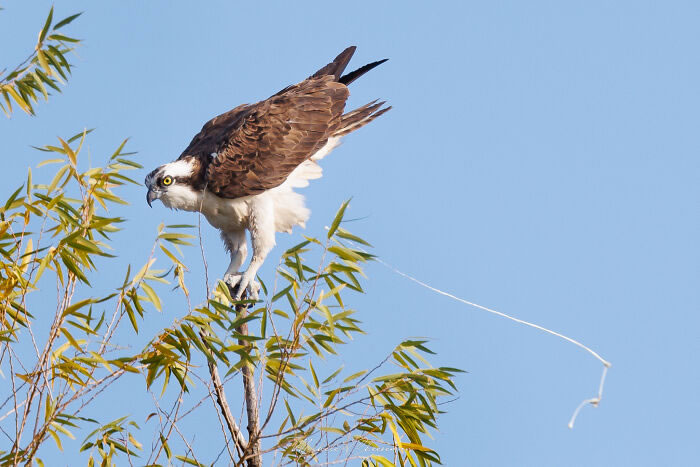 Bird Photography Goes Wrong