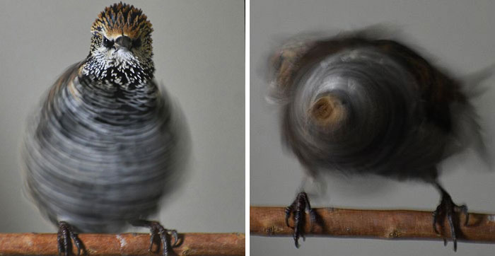 Bird Photography Goes Wrong