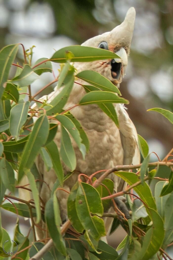 Bird Photography Goes Wrong