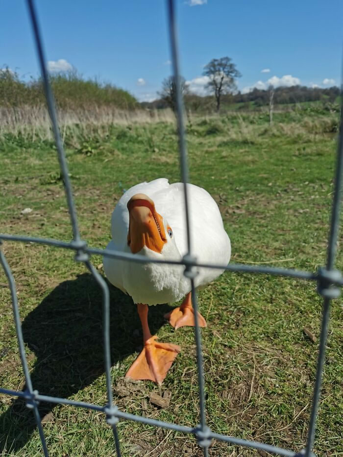 Bird Photography Goes Wrong