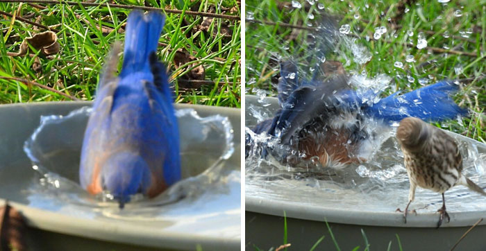 Bird Photography Goes Wrong