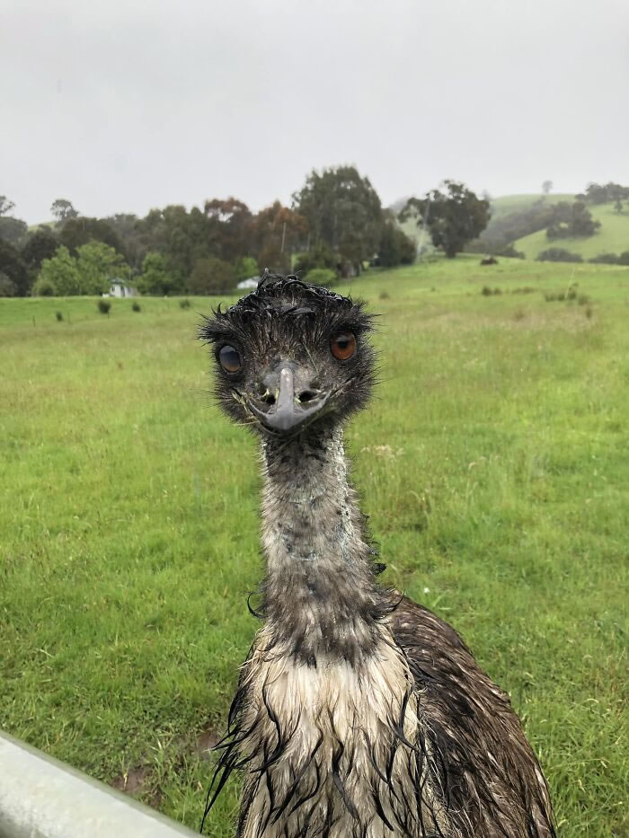 Bird Photography Goes Wrong