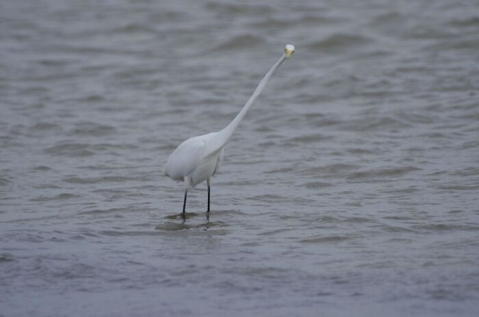 Bird Photography Goes Wrong