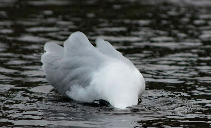 Bird Photography Goes Wrong