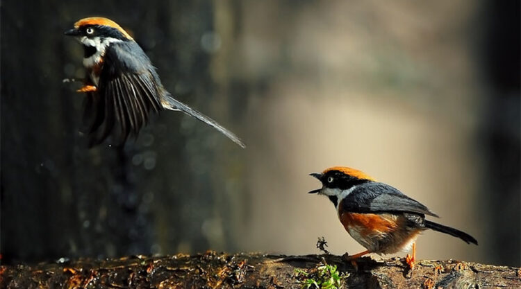 Beautiful Bird Photographs