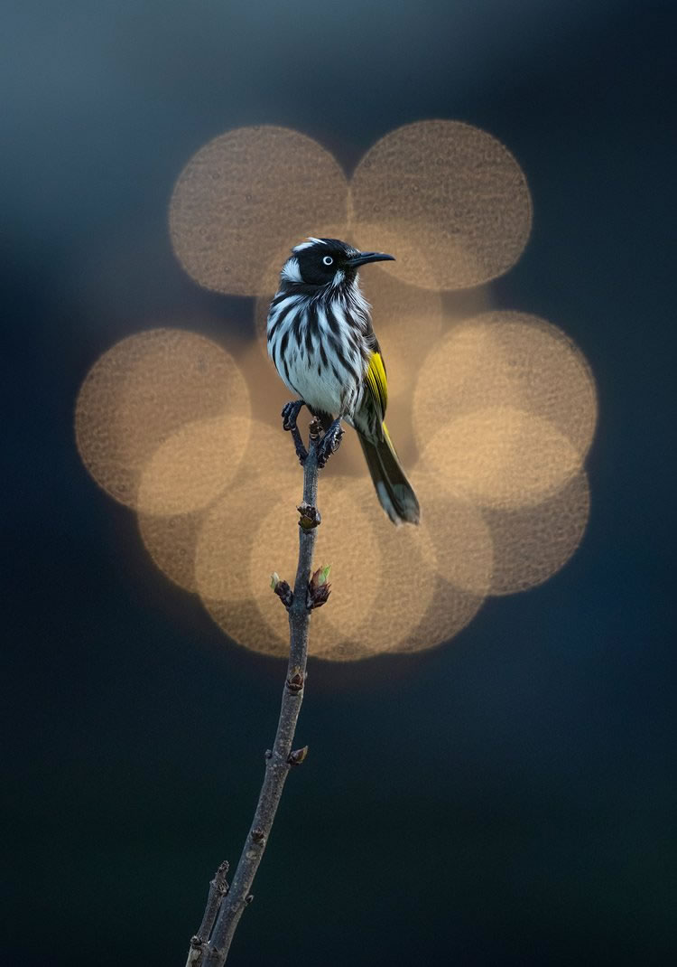 Birdlife Australia Photography Awards 2023 Winners