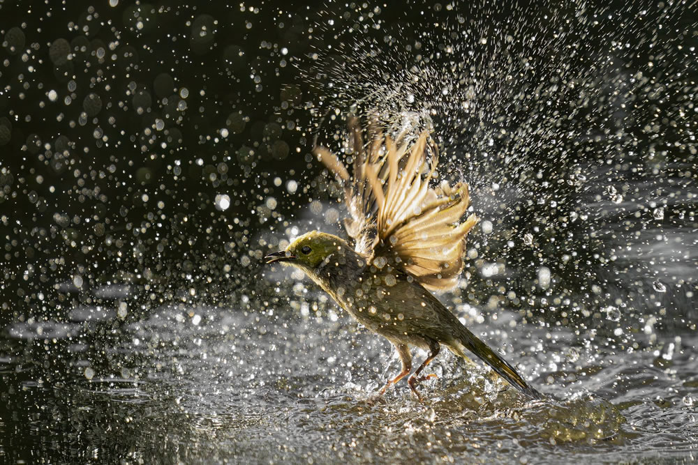 Birdlife Australia Photography Awards 2023 Winners