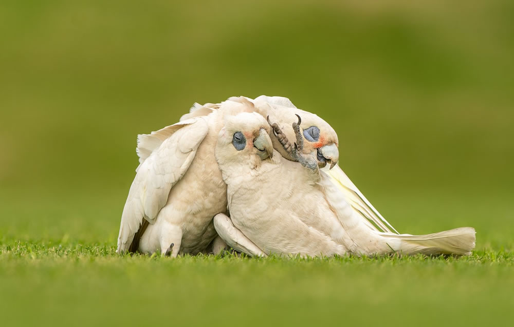 Birdlife Australia Photography Awards 2023 Winners