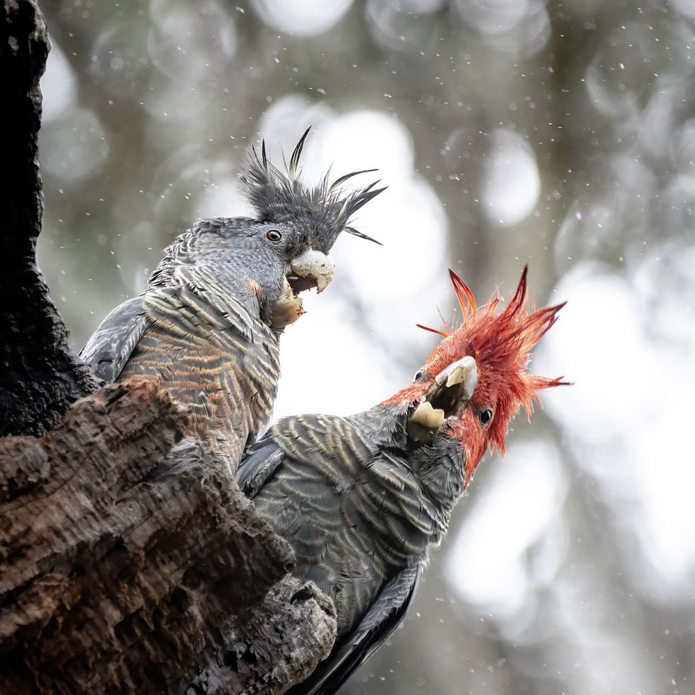 Birdlife Australia Photography Awards 2023 Winners