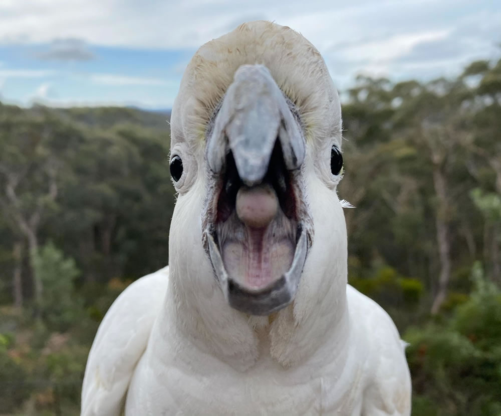 Birdlife Australia Photography Awards 2023 Winners