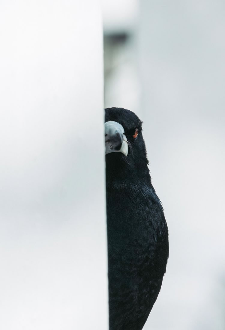 Birdlife Australia Photography Awards 2023 Winners