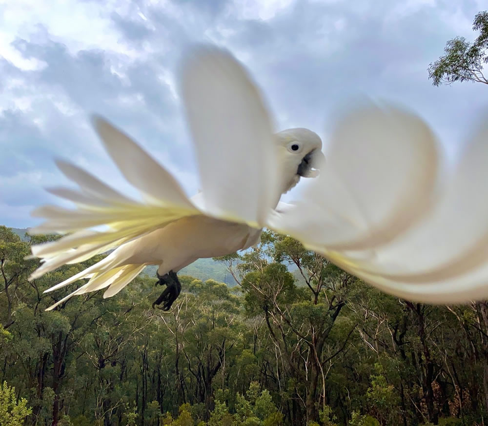 Birdlife Australia Photography Awards 2023 Winners